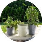 Acc&eacute;der au rayon jardin