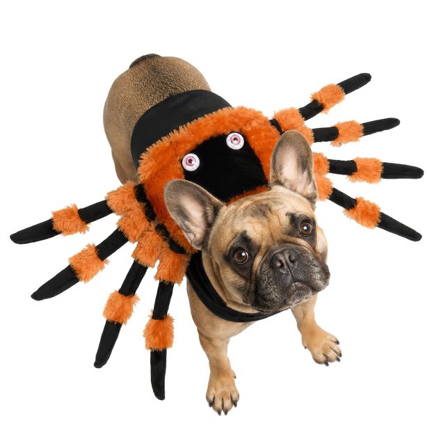 Déguisement chien Halloween araignée orange et noir L/XL