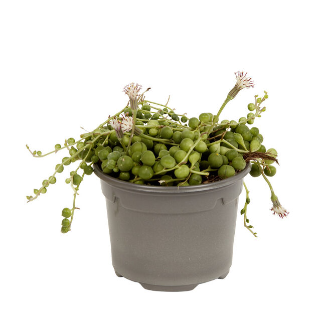 Plante naturelle succulente en pot &Oslash;9xH20cm