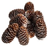 Pomme de pin finition enneigée x10