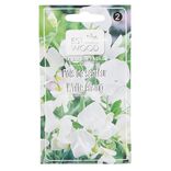Semence de pois de senteur blanc Ensing