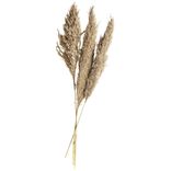 Herbe de pampa s&eacute;ch&eacute;e naturelle 3 tiges H80cm
