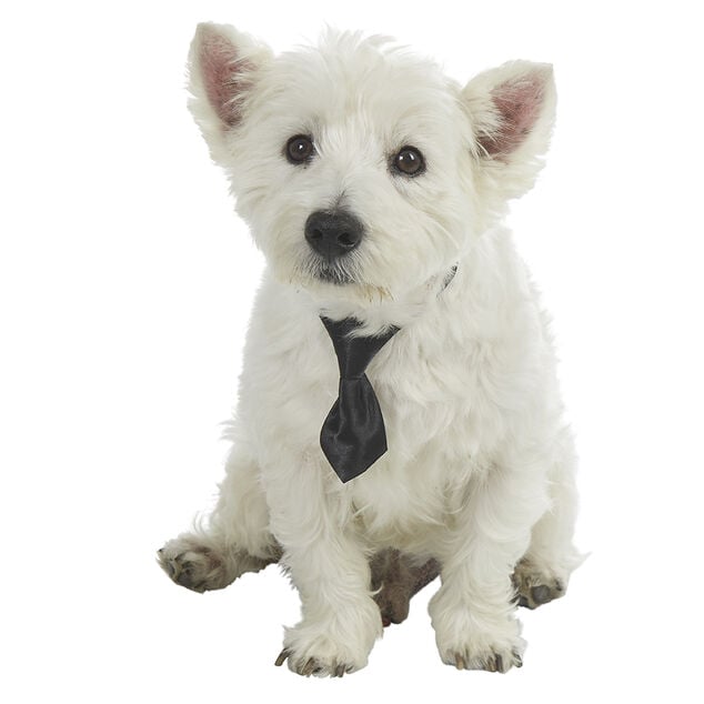 Cravate pour chien noire ou rouge