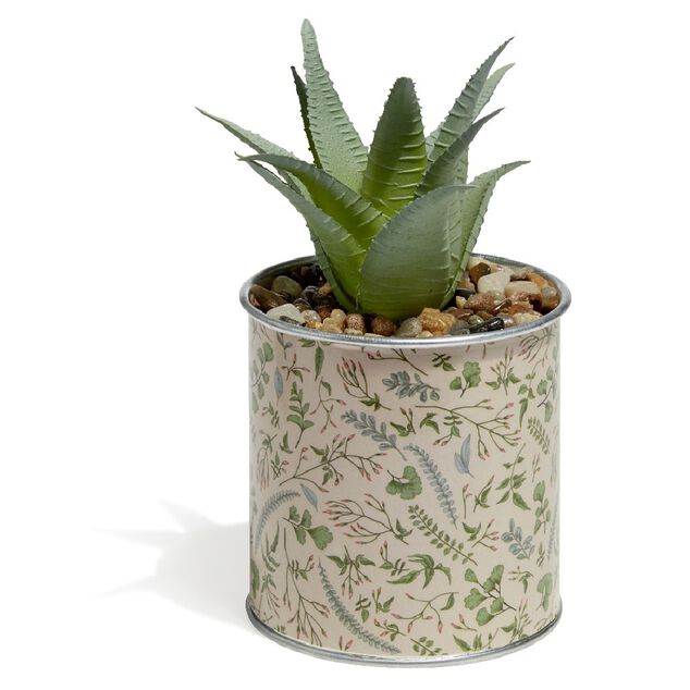 Plante Aloe Vera en pot