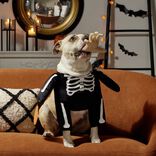 Déguisement pour chien squelette noir et blanc L/XL