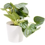 Plante artificielle verte dans pot &Oslash;6xH13cm