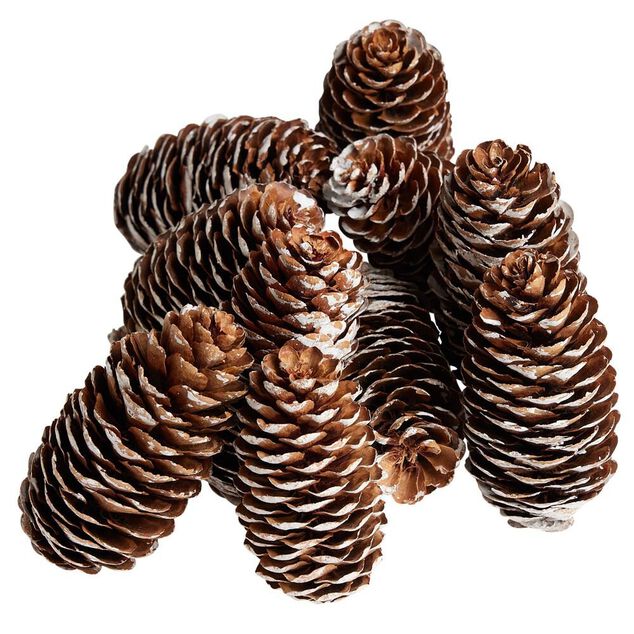 Pomme de pin finition enneig&eacute;e x10