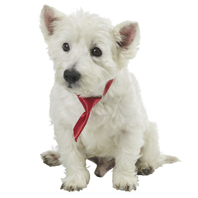 Cravate pour chien noire ou rouge
