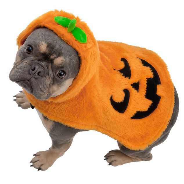 D&eacute;guisement chien Halloween pull capuche citrouille orange S/M