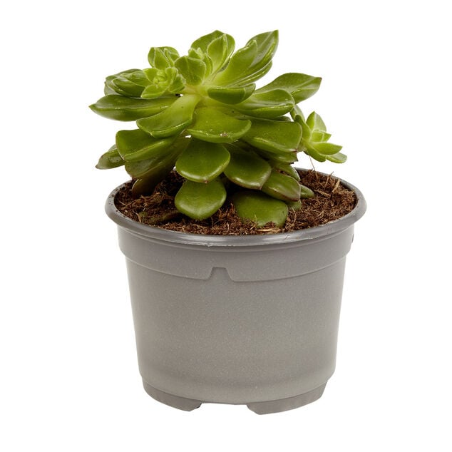 Plante naturelle succulente en pot &Oslash;9xH20cm