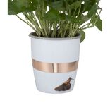 Bande de cuivre anti-limaces adh&eacute;sive 4m