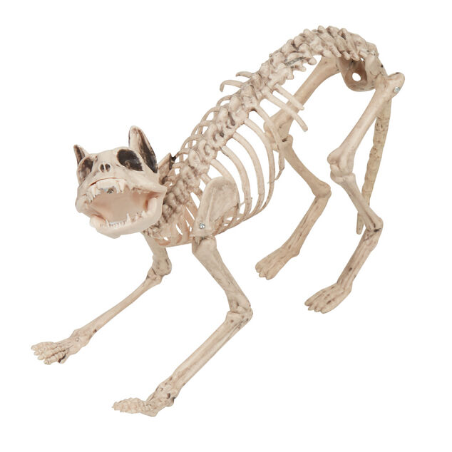 Squelette chat Halloween