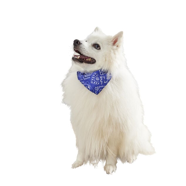 Collier bandana pour chien taille L polyester bleu