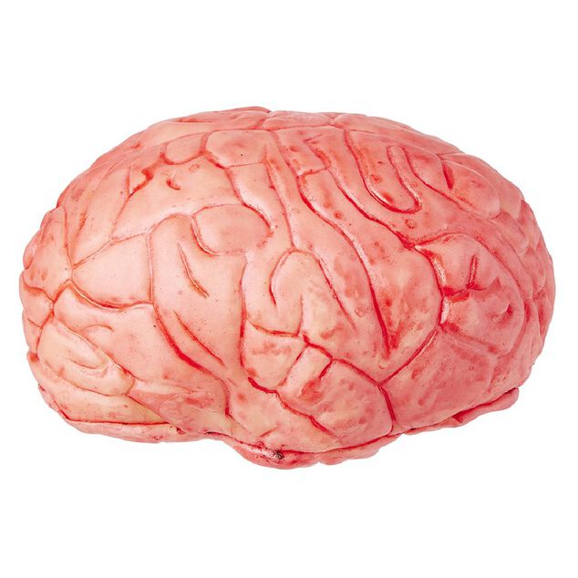 Faux cerveau sanglant en plastique