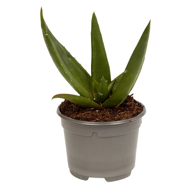 Plante naturelle succulente en pot &Oslash;9xH20cm