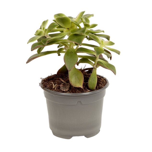 Plante naturelle succulente en pot &Oslash;9xH20cm
