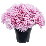 Chrysanth&egrave;me artificiel rose dans pot 29 t&ecirc;tes
