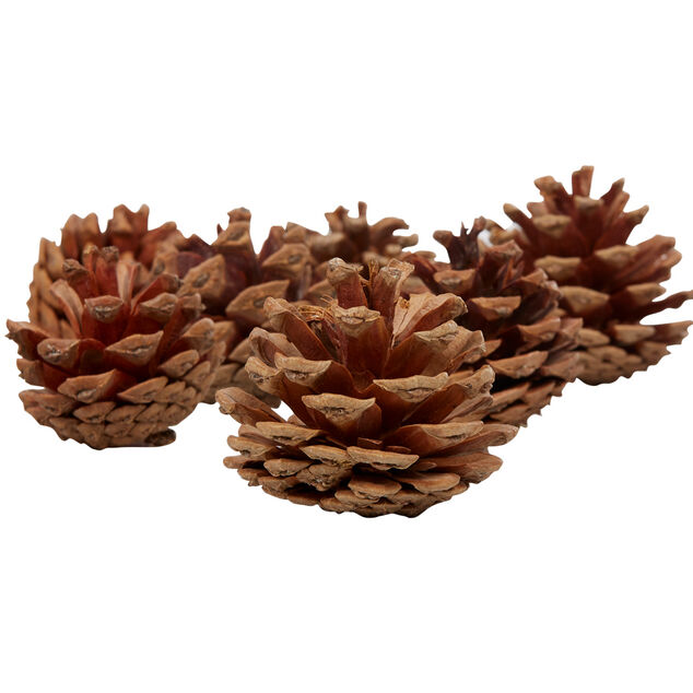 Pomme de pin naturel d&eacute;coration