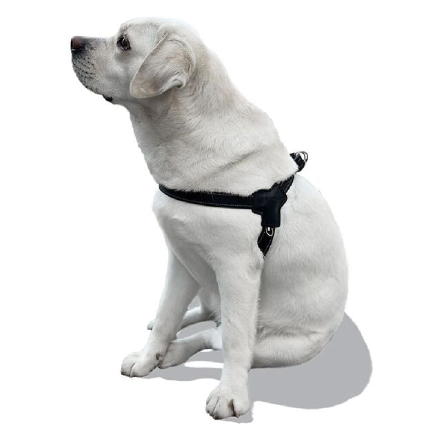 Harnais pour chien taille S 43-56cm
