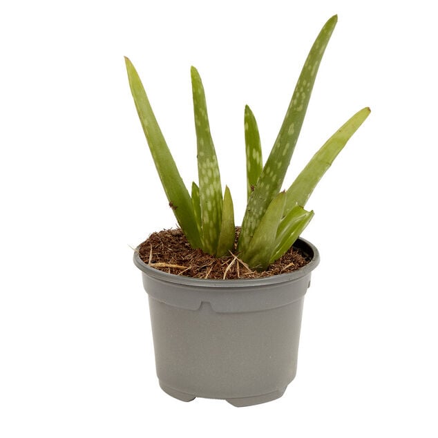 Plante naturelle succulente en pot &Oslash;9xH20cm
