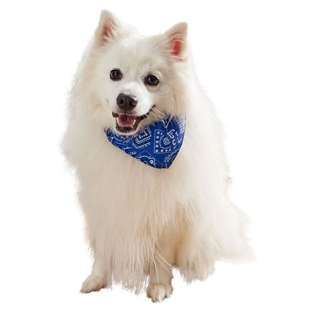 Collier bandana pour chien taille L polyester bleu