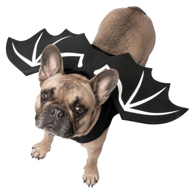 D&eacute;guisement chien Halloween ailes de chauve-souris noir L/XL