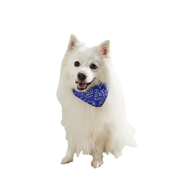 Collier bandana pour chien taille L polyester bleu