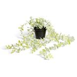 Chute eucalyptus artificiel clair dans pot L62cm