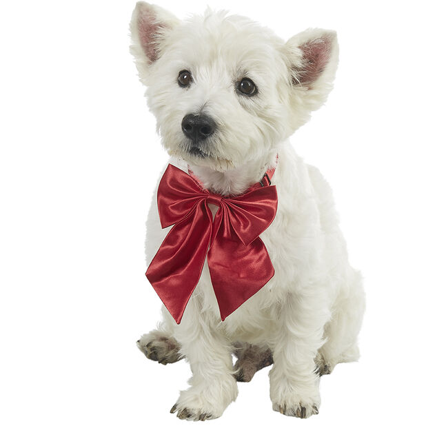 Noeud papillon satiné pour chien ou chat (2 modèles)