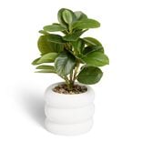Plante artificielle verte pot ciment blanc &Oslash;12xH28cm