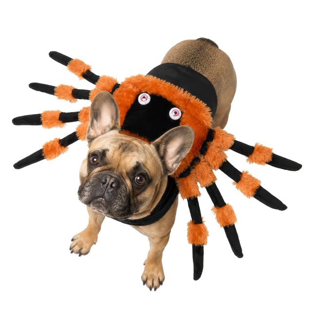 D&eacute;guisement chien Halloween araign&eacute;e orange et noir L/XL