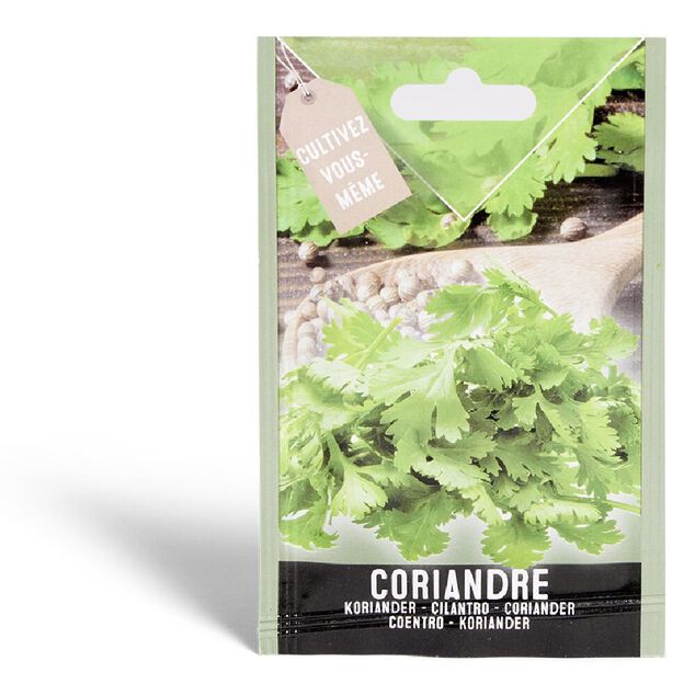 Semence coriandre 1g
