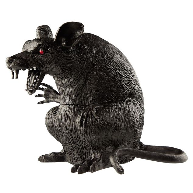 Rat noir &agrave; poser