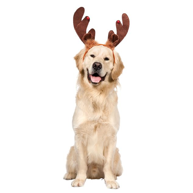 Serre t&ecirc;te chien