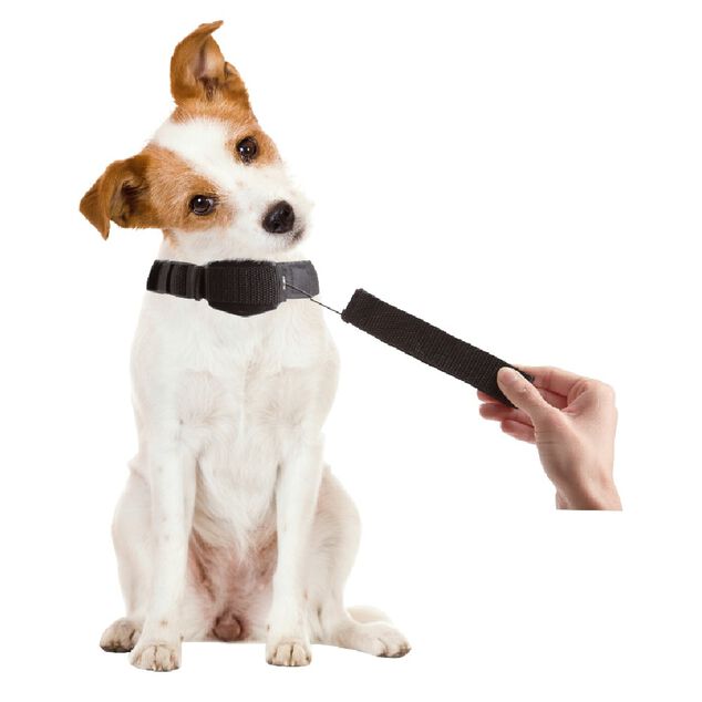 Collier chien laisse intégrée