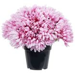 Chrysanthème artificiel rose dans pot 29 têtes
