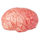Faux cerveau sanglant en plastique