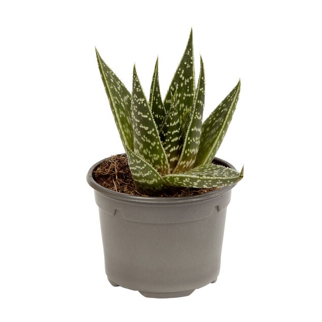 Plante naturelle succulente en pot &Oslash;9xH20cm