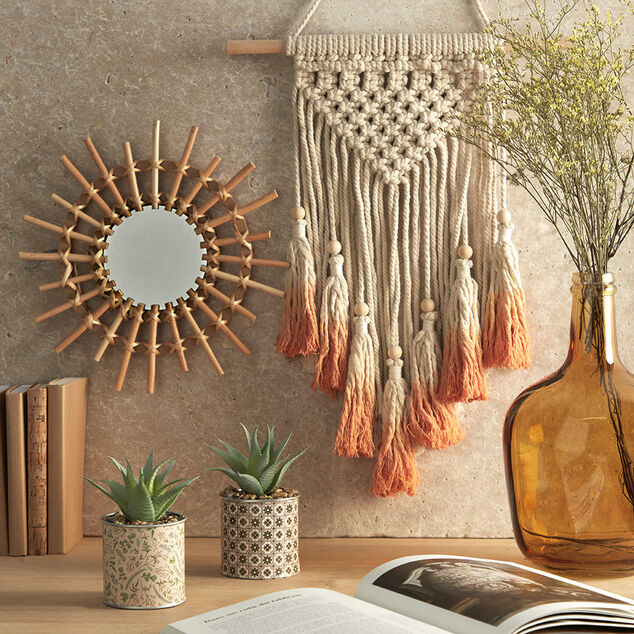 Plante Aloe Vera en pot