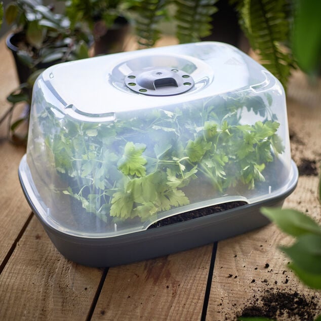 Mini serre de culture plastique gris 38x28xH20cm