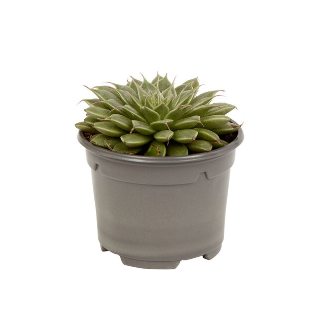 Plante naturelle succulente en pot &Oslash;9xH20cm