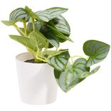 Plante artificielle verte dans pot &Oslash;6xH13cm