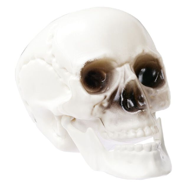 Crâne déco Halloween blanc x6