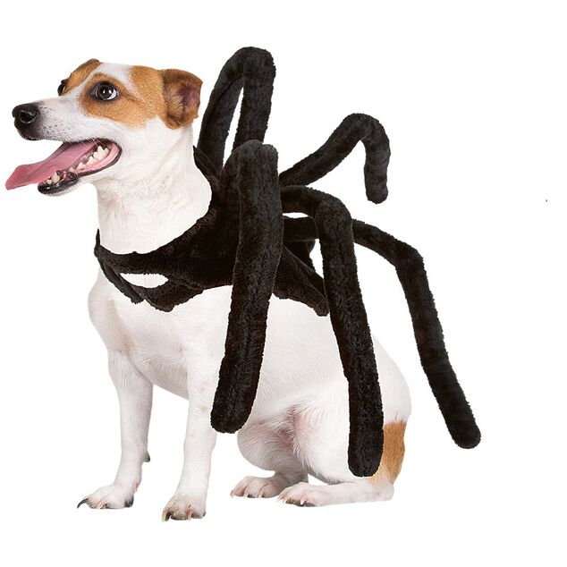 D&eacute;guisement araign&eacute;e pour chien