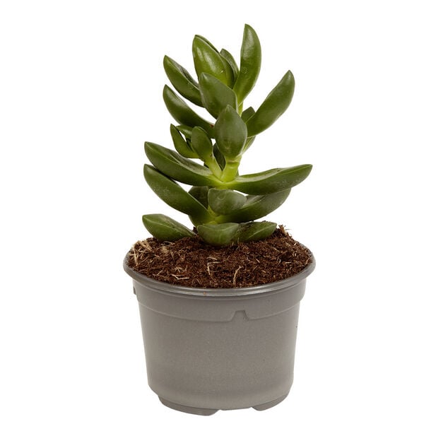 Plante naturelle succulente en pot &Oslash;9xH20cm