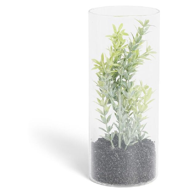 Plante grasse artificielle dans tube en verre &Oslash;8xH19cm