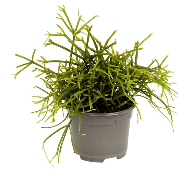 Plante naturelle succulente en pot &Oslash;9xH20cm