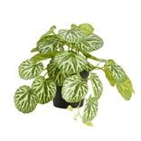 Plante verte artificielle pot noir H17cm - 2 mod&egrave;les