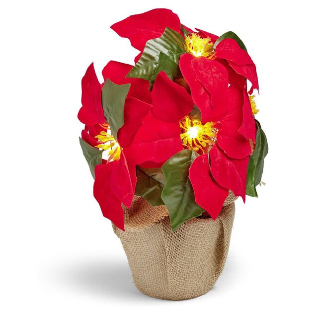 Poinsettia lumineux H23cm