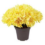 Chrysanthèmes artificiels dans pot - 29 têtes - Jaune